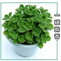 Bumping incense potted mosquito repellent plant a touch of fragrant flowers indoor scented flower living room vanilla meat purification Air