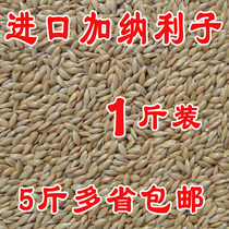 Imported Ghanaian Lizi parrot bird food oil sharp millet white sharp millet grass cottage seed bird food 500 grams