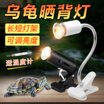 Pet heating lamp hedgehog hamster warm tortoise honey bag glider heating heating hot tortoise basking lamp winterer