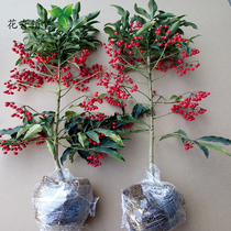 Golden Wan Two potted plants rich in rich seed gold jade full hall flowers with fruit indoor good to raise four seasons home living room upscale