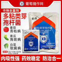 Thin Dando Mucus-based Bacillus Cucumber Cucumber Keratosis Cabbage Soft Rot tomato Qingblight Fungicide Pesticide
