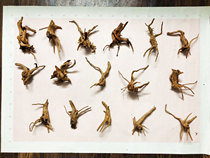 7-10 du juan gen photo selection