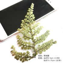 Iron Wire Fern Escort Flowers Specimen Diy Dried Flowers Greeting Cards Crystal Drop Glue Mobile Phone Shell Lighting Primary And Middle School Students Handmade Materials