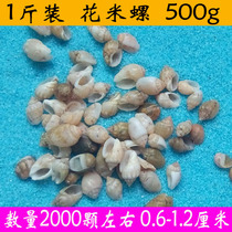 Natural flower rice snail DIY drift bottle wishing bottle micro landscape handmade shell painting material mini conch shell