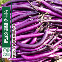 Jiangfeng strip eggplant hybrid generation seed long eggplant seed farmland balcony potted four seasons sowing