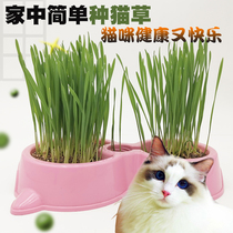 Cat grass Potted Seeds Cat grass Seeds Nutritious soil Hydroponic catnip de-hair spheroidized grass Cat supplies Cat Snacks