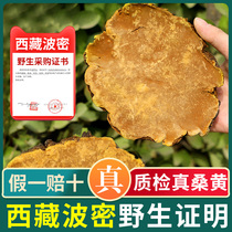 Phellinus 250g Tibetan wild Mulberry Mulberry Mulberry Wang Ganoderma lucidum high altitude non-Changbai Mountain non-special grade Phnom Penh Linzhi tea