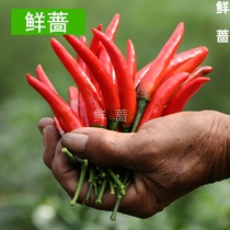 Single elite Chaotian pepper seeds Super spicy pepper seeds Farm vegetable garden balcony potted high-yield vegetable seeds