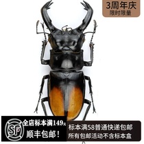 Orange back fork angle Spade type specimen 80 Hexarthrius parryi stag stag ghosts