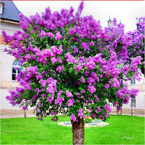 Lilac saplings potted flowers and flowers viewing indoor strong fragrance Four Seasons lilac garden balcony plant flowering Greening