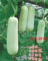 Xiangyu White loofah seeds early maturing white tender shredded pork melon seeds high yield spring and summer sowing farmyard vegetable seeds