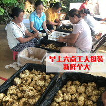 2019 farmers are digging extra-large-scale 5 pounds of Longshan fresh lilies to eat pure native non-Lanzhou dried lilies