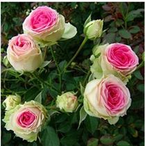 Cut Flowers Aumonth Light Pink Long pink bulls Flowers Moon Season Flowers Fry Patio Courtyard Potted Plant Rose Living-room Decorations