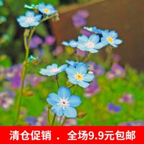 Forget-me-not seed balcony planting flower potted flower seed original flower seed 30 bag