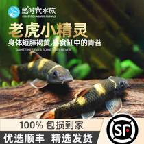 Fish era] Tiger small pixie panda green Tweed native except algae tool Fish tiger Little pixie fish live