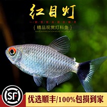 Red Mesh Light Fish Small Tropical Ornamental Fish Freshwater Grass Vat Group Tours New Hand Starter Silver Screen Silver Flat Lamp Living Fish