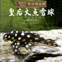 South American Variant Fish Panda Special Queen Snowball -L471 Living Ornamental Fish Bottom Shelter Living Good Tropical Fish