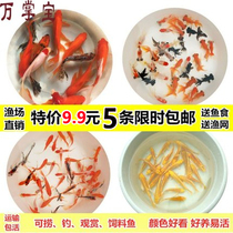 Live koi goldfish Live koi carp cold water fish Ornamental fish Live fish feed Koi carp seedlings red grass carp grass gold