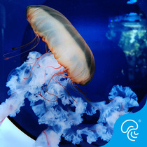 Pacific Sea Spurs jellyfish gold coffee sepia living medium large seawater ornamental fish artificially bred and non-toxic