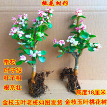 Succulents golden branches Jade leaves music dance meat potted rare varieties flowers Indoor bonsai good for easy to live