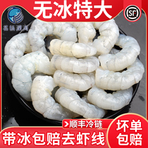 Mega Shrimp Meat Freeze No Ice Green Shrimp Kernel Frozen Shrimp Benevolo Nuts To Shrimp Line Frozen Shrimp Benevoli Commercial Wholesale Sea Shrimp Rinn