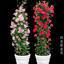 Fragrant rattan Double happiness rattan four seasons flowering climbing rattan plants with flowers delivery potted balcony garden big flowers flower green plant