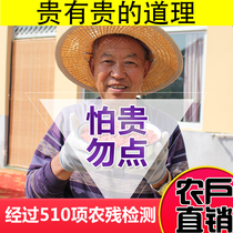 Zhongwei fresh ecological Yinchuan wolfberry wine dog Kankun wolfberry Ji wolfberry small bag dog wolfberry pail wolfberry bag fresh fruit