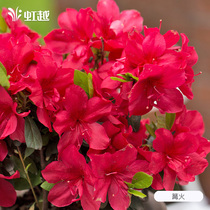 (Hongyue) American imported Anku Rhododendron potted plants can bloom evergreen shrubs in many seasons