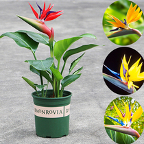  Bird of paradise Crane Wanglan Small potted indoor large plants Flowers Fresh air Office four seasons evergreen green plants
