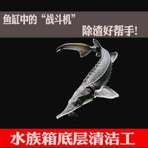 Novice resistant to live good fish cold water scavenger tank clean fish small ornamental fish live large fresh water