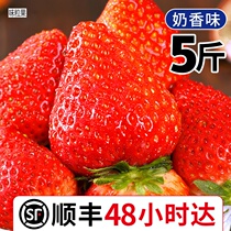 Strawberry fresh fruit 5 catties for the season Shunfeng 3 gift boxes 99 cream red Yen Dandong 99 Milk large strawberry