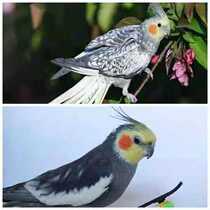 Raw ash 2 to 3 months a first-hand supply (including risk)