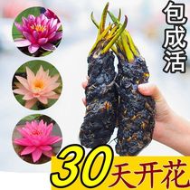 Large water lily root block pond water lily flower water culture plant Four Seasons Lotus potted water flower lotus water lily rhizome