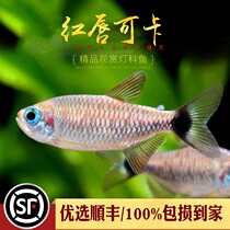 Red Lip Cocked Light Corkfish Tropical Ornamental Small Group Tours South America High End Rare Gold Red Moon Cocked Light Living Body