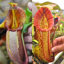 Vicky x Miranda Nepenthes small Cordyceps hall Insectivorous plant potted indoor flower Carnivorous real life Strong fast life