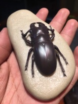 Shoushan Stone Pendulum Pieces Pure Natural Raw Stone Living Room Home Desktop Book House Town Residence Carve Fu Chia Side