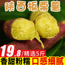 Shaanxi chestnut sweet potato fresh sweet potato 5kg seasonal honey potato sweet potato whole box roasted sweet potato chestnut sweet 10