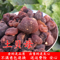 Chinese herbal medicine tutillary fritillary Fritillaria Tubetan Bertillaria Grass Bay No Sulphur New Stock 500g Whole