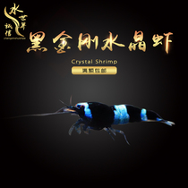 Black Diamond Crystal Shrimp Pure Blood Crystal Shrimp Wine Red Crystal Shrimp Except Algae Shrimp Tool Shrimp Cherry Blossom Shrimp Polar Fire Shrimp