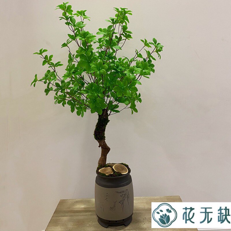 Nordic Wind Emulation Green Plant Pendulum Pieces Japan Hanging Bell Plant Decoration Fake Tree Horse Intoxicate Wood Indoor Living Room Potted Bonsai
