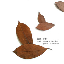 Natural fragrant Zhangye winter green leaf osmanthus leaves Japanese coral leaf dry foliage specimen primary color Diy greeting cards Flowers Painting