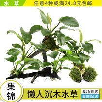 Excellent fish Natural fish tank Water plant Landscaping Water Banyan Small Banyan Shenmu Danish Banyan Money Banyan Gold Banyan Shenmu 2022