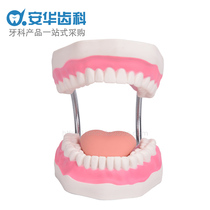 Six-fold brushing explanation model Childrens brushing guidance teaching kindergarten teaching aids large early education simulation dental model