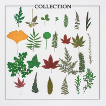 Real leaves collection Plant specimens Dried flowers mixed flowers Epoxy mobile phone shell Photo frame aromatherapy candles handmade activity materials