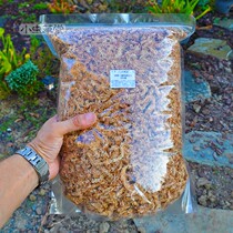 Water Moss Chile imported small Cordyceps grass carnivorous plant potted Cordyceps Phalaenopsis Venus flytrap special soil dry coarse