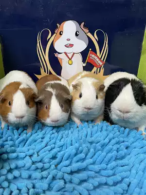 Symmetrical guinea pig guinea pig Dutch pig living DDMM