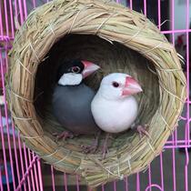  Hatched eggs boutique small birds nest rattan woven birds nest special bird house Jiaofeng shop sawdust balcony woven starling increase