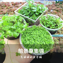 Prospect Water Grass Dwarf Pearl Mini Dwarf Pillar Flower Sky Lake Kuituo Grass Aquarium Grass Garden Grass Landscape Tuo Grass Prospect Grass