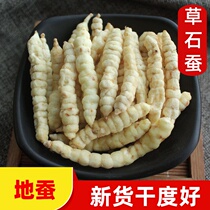 cao shi can herbal medicine in sulfur-free dry soil Cordyceps sinensis SACE di can 250g screw dishes sparkling wine Eupatorium root kahlua zi