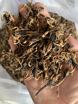 An Anguo Chinese herbal medicine market batch of clean water full-worm whole scorpion pure dry goods 1000 grams